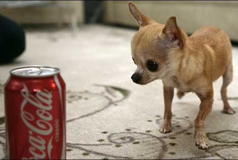 Der kleinste Hund der Welt