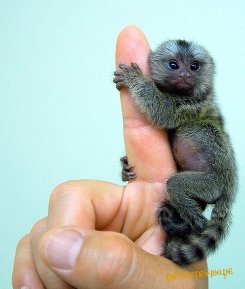 Die besten 100 Bilder in der Kategorie tiere: Mini Affe