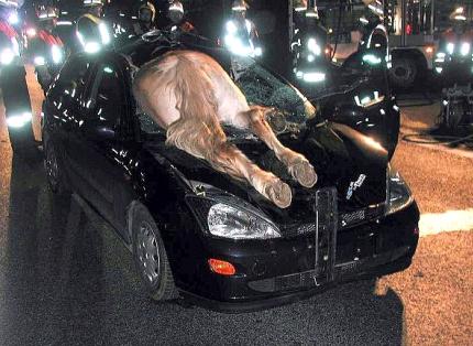 Die besten 100 Bilder in der Kategorie schlimme_sachen: Unfall mit Pferd