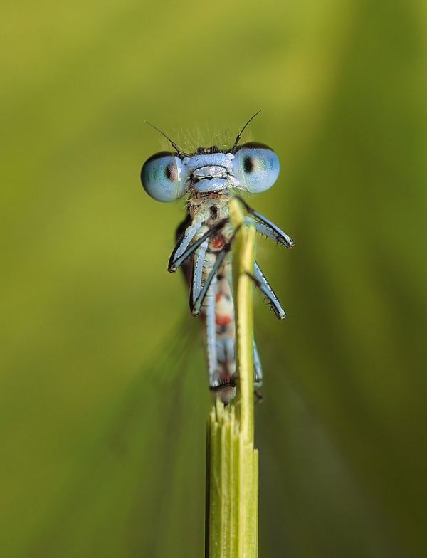 Die besten 100 Bilder in der Kategorie insekten: Blaue Libelle