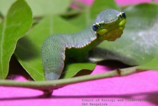 Alien oder Schmetterlings-Raupe