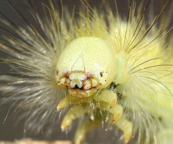 Die besten 100 Bilder in der Kategorie insekten: Raupe?