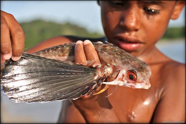 Die besten 100 Bilder in der Kategorie fische_und_meer: Fliegender Fish