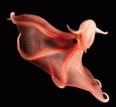 Die besten 100 Bilder in der Kategorie fische_und_meer: Octopus