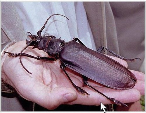 Die besten 100 Bilder in der Kategorie insekten: Riesen-KÃ¤fer