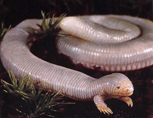 Die besten 100 Bilder in der Kategorie tiere: Schlangen-Reptil-Ding