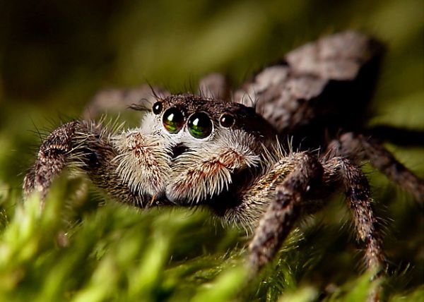 Die besten 100 Bilder in der Kategorie spinnentiere: Jumper Spinne