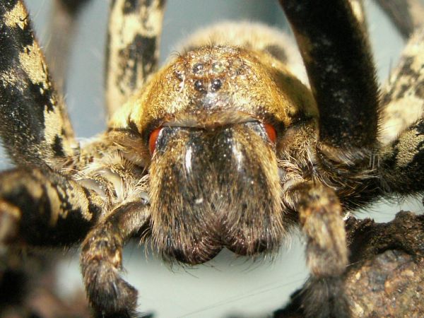 Die besten 100 Bilder in der Kategorie spinnentiere: Spinne macro