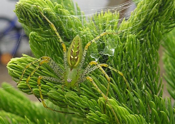 Die besten 100 Bilder in der Kategorie spinnentiere: GrÃ¼ne Spinne