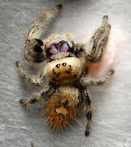 Die besten 100 Bilder in der Kategorie spinnentiere: Fette Spinne
