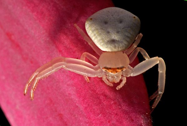 Die besten 100 Bilder in der Kategorie spinnentiere: Krabben Spinne