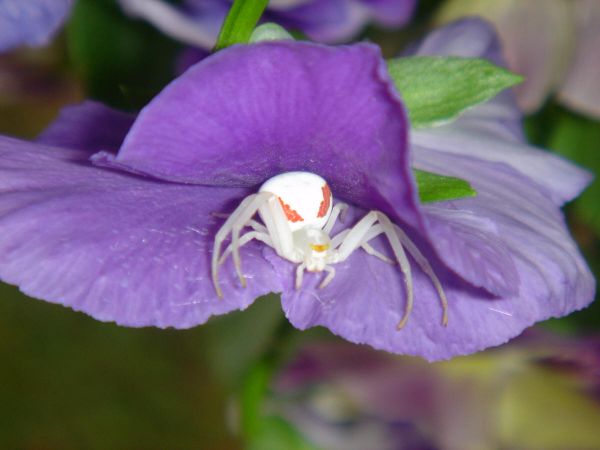 Die besten 100 Bilder in der Kategorie spinnentiere: Weisse Spinne