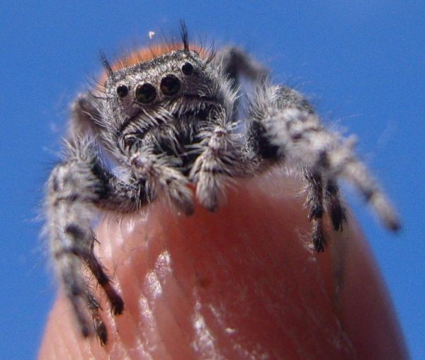 Die besten 100 Bilder in der Kategorie spinnentiere: Spinne