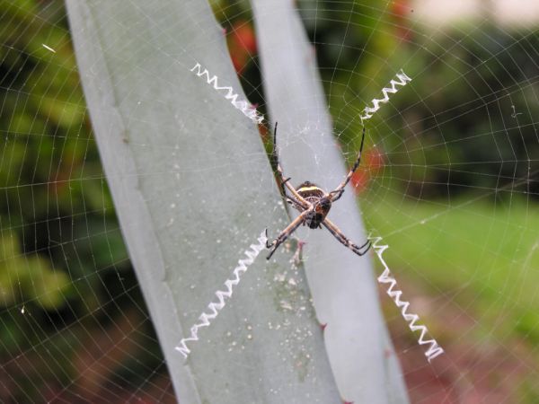 Die besten 100 Bilder in der Kategorie spinnentiere: Spinne mit Spinnennetz