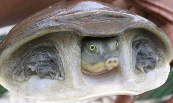 Die besten 100 Bilder in der Kategorie tiere: SchildkrÃ¶te