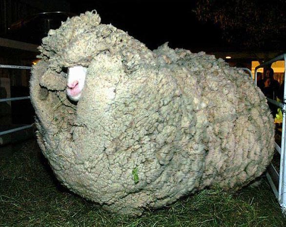 ungeschorenes Schaf