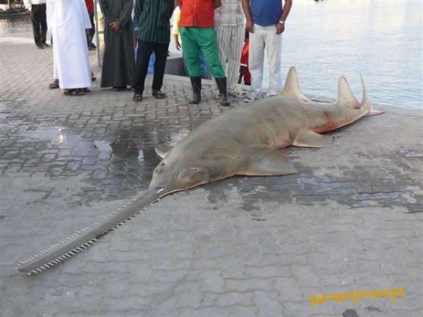 Die besten 100 Bilder in der Kategorie fische_und_meer: SÃ¤ge-Haifisch