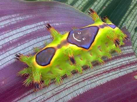 Die besten 100 Bilder in der Kategorie insekten: Smiley-Raupe