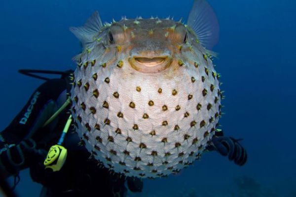 Die besten 100 Bilder in der Kategorie fische_und_meer: Kugelfisch