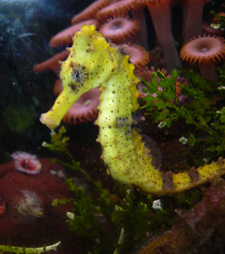 Die besten 100 Bilder in der Kategorie fische_und_meer: Gelbes Seepferdchen