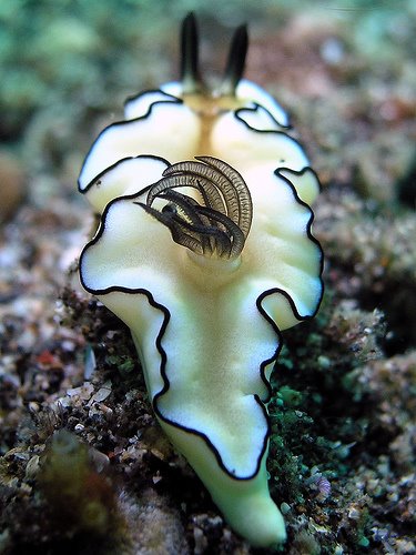 Die besten 100 Bilder in der Kategorie fische_und_meer: weiÃe Nacktschnecke