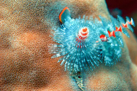 Die besten 100 Bilder in der Kategorie fische_und_meer: Scheuer Riff-Korallen-Bewohner