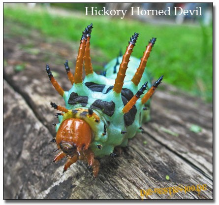 Die besten 100 Bilder in der Kategorie insekten: Hickory Horned Devil