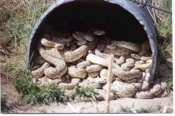 Schlangen in Abwasser-Rohr