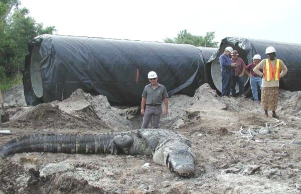 Riesen-Krokodil