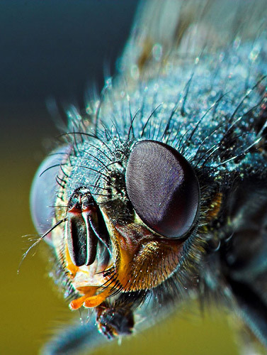 Die besten 100 Bilder in der Kategorie insekten: Macro-Aufnahme einer Fliege