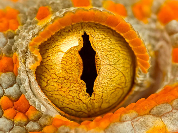 Macro-Aufnahme eines Gecko-Auges