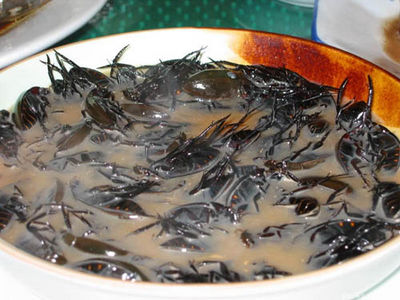 Die besten 100 Bilder in der Kategorie nahrung: Skorpion-Suppe