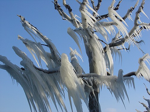 Eisbaum - Icetree
