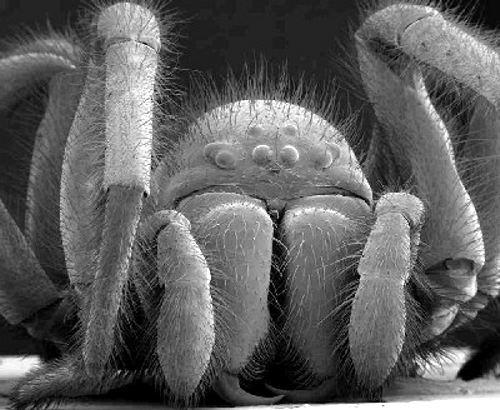 Die besten 100 Bilder in der Kategorie spinnentiere: Macro-Aufnahme einer Spinne