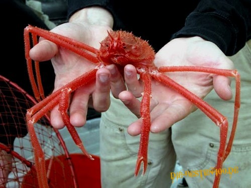 Die besten 100 Bilder in der Kategorie fische_und_meer: SpiderCrab