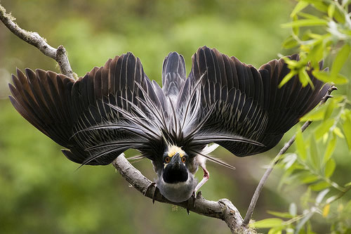Die besten 100 Bilder in der Kategorie voegel: Heron  Vogel