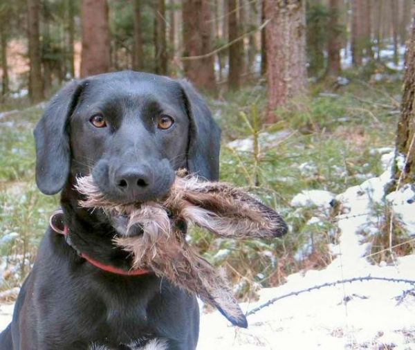 Die besten 100 Bilder in der Kategorie hunde: hund, hase, ostern