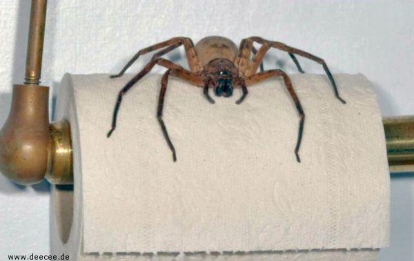 Die besten 100 Bilder in der Kategorie spinnentiere: Spinne auf dem Klo