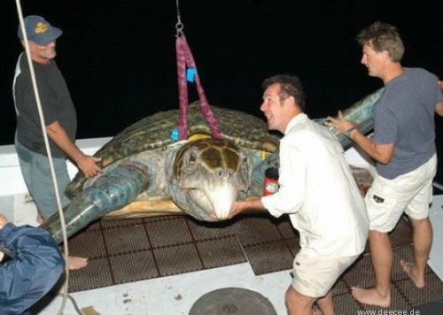 Die besten 100 Bilder in der Kategorie fische_und_meer: Riesen-MeeresschildkrÃ¶te