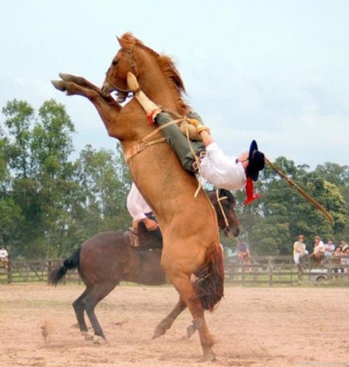 Rodeo-Pferd