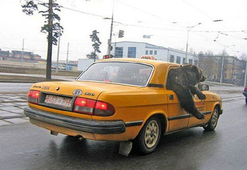 Die besten 100 Bilder in der Kategorie transport: BÃ¤r fÃ¤hrt Taxi