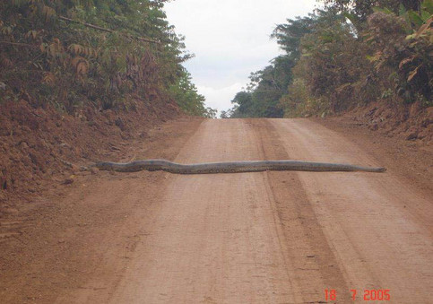 Riesenschlange kriecht Ã¼ber StraÃe