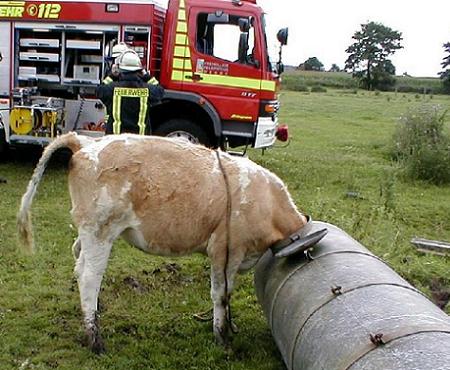 Feuerwehr befreit Kuh, welche in einem Wasserfass mit dem Kopf steckt.