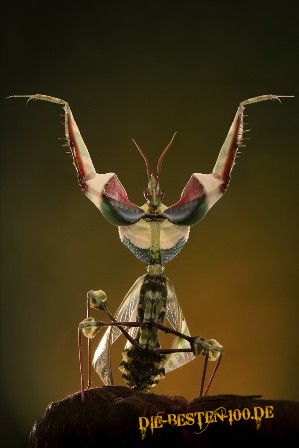 Alien-Insekt - Gottesanbeterin