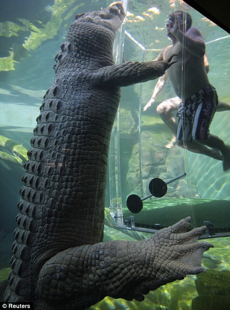 Die besten 100 Bilder in der Kategorie reptilien: Auge in Auge mit Krokodil