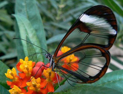 durchsichtiger Schmetterling
