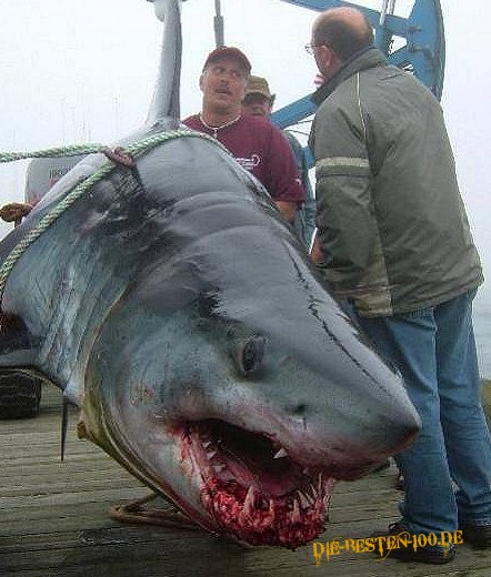 Riesen Weisser Hai
