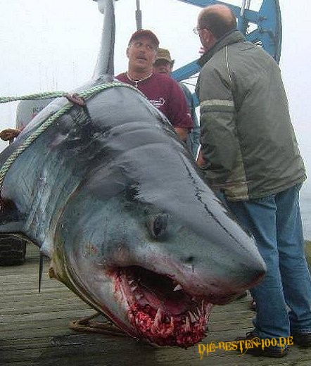 Die besten 100 Bilder in der Kategorie fische_und_meer: Riesen Weisser Hai