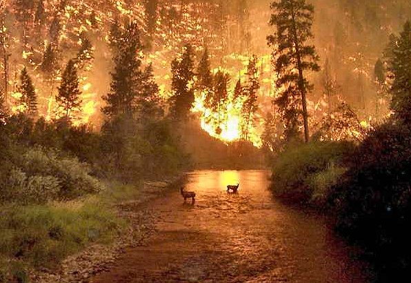 Die besten 100 Bilder in der Kategorie natur: Rehe in Fluss bestaunen Waldbrand