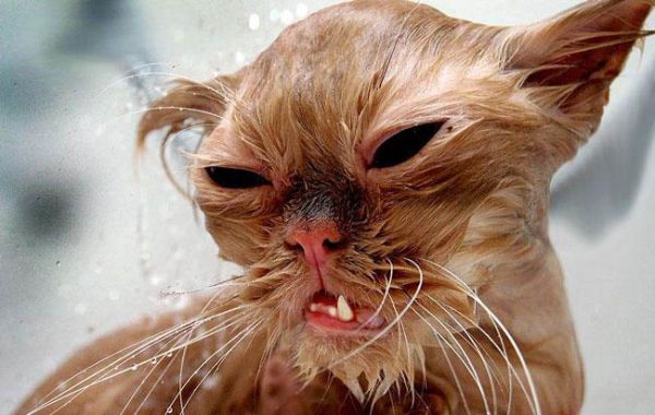Die besten 100 Bilder in der Kategorie katzen: ugly Katze